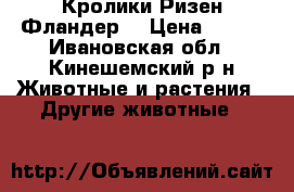 Кролики Ризен Фландер  › Цена ­ 200 - Ивановская обл., Кинешемский р-н Животные и растения » Другие животные   